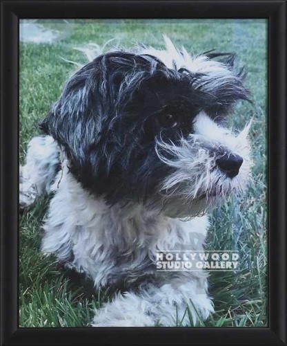 11X9 DOG PHOTO BLK FRM