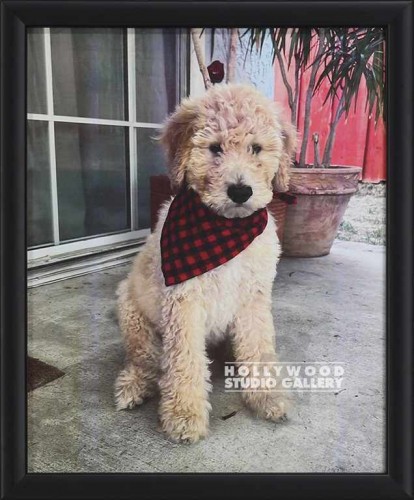 11x9 DOG PHOTO BLK FRM