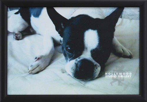 8X12 DOG PHOTO BLK FRM