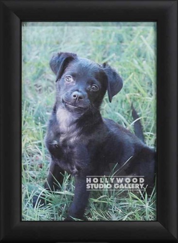 5x7 BLK FRAME BLK DOG DESKTOP