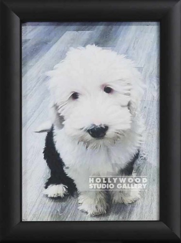 7X5 TABLETOP B W DOGGIE