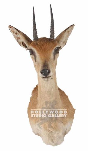 19X8 SMALL ANTELOPE-MOUNT