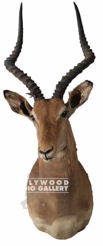 36x11 LARGE ANTELOPE-MOUNT