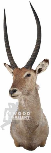 20x16x27 ANTELOPE-MOUNT