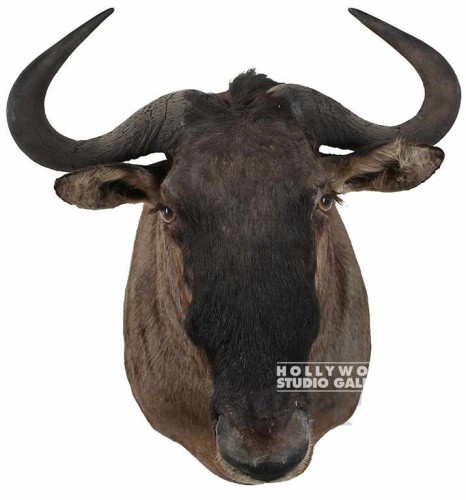 26x15x31 WATER BUFFALO-MOUNT