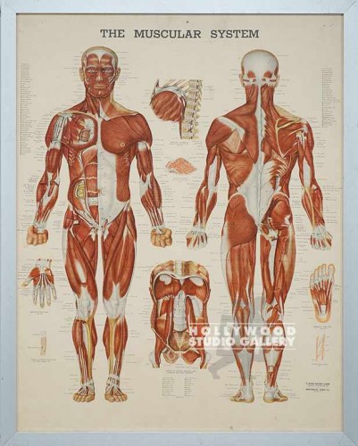 27X21 MEDICAL MUSCLE CHART SLVR MTL
