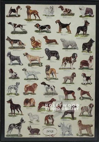 39x27 Dog Poster/Chart