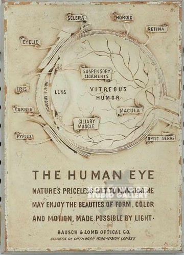 14x10 The Human Eye Chart