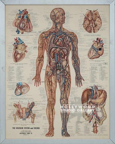Vascular Chart