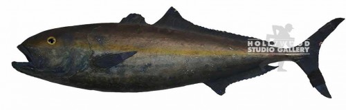 43x13 Deep Sea Fish