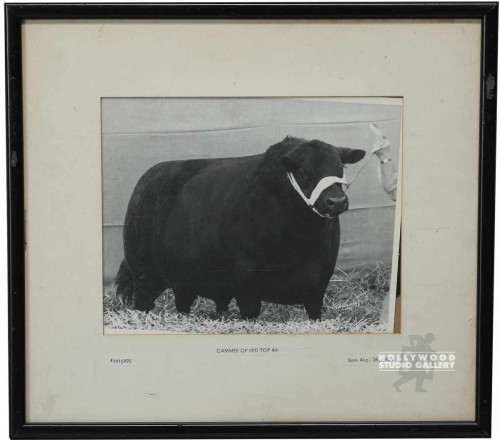 14x15 B/W Bull Photograph