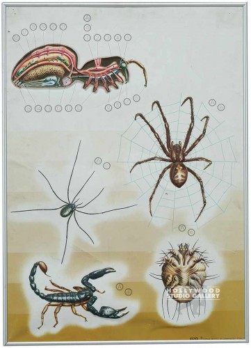 27x19 Spider & Bugs Poster