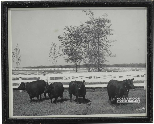 9x11 B/W Bull Photograph