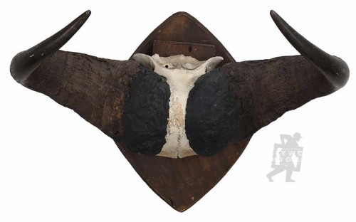26x14" CAPE BUFFALO HORNS