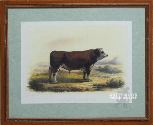 22x27 Taureau De Hereford/Cow Print