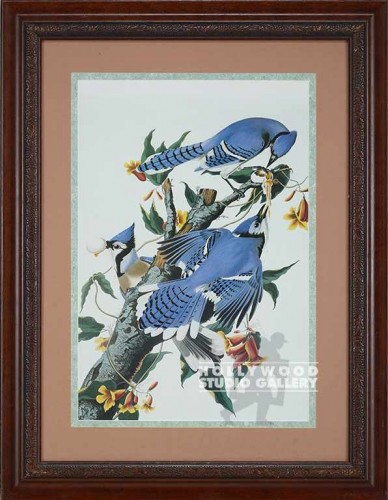36x30 Audubon Bird/Blue Jay