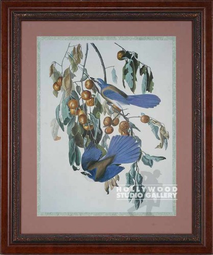 36x30 Audubon Bird/Florida Jay