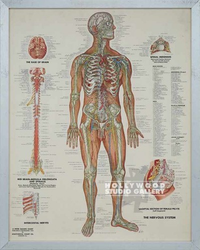 30x24 The Nervous System Chart