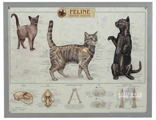 20X26 FELINE SKELETAL ANATOMY MNTD