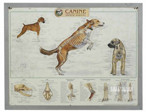 20X26 CANINE SKELETAL ANATOMY MNTD