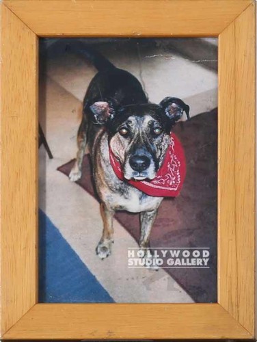7X5 TABLETOP DOGGIE W RED BANDANA