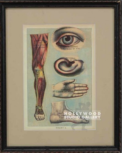 13X10 VINTAGE ANATOMY-EYE-EAR, ETC