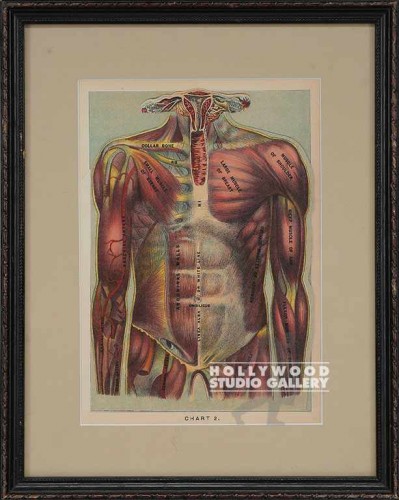 13X10 VINTAGE ANATOMY-MUSCLES-TORSO