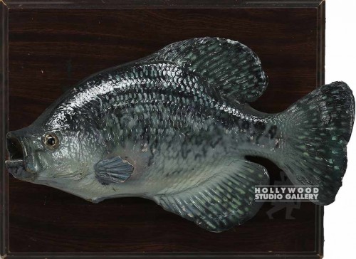 11x13 FISH PLAQUE