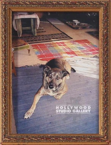 7X5 TABLETOP/DOGGIE ON FLOOR