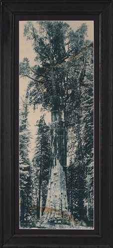 B/W Photograph Of Redwood Tree