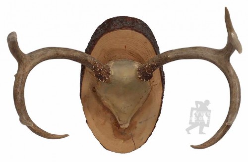 17x8" Antlers