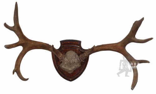 31x5" Antler Horns Mounted Plaque